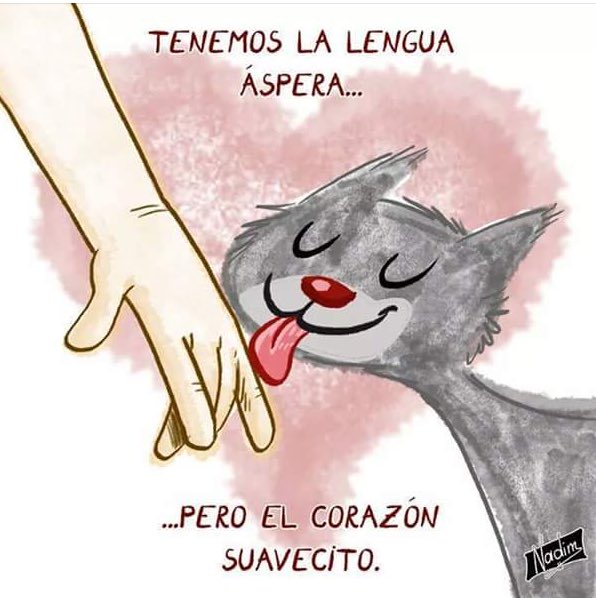 Happy Michicos BOG tweet media