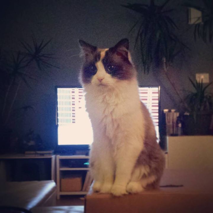 jubeaulieu's tweet photo. "Je vais m'installer ici. Au cas où tu voudrais me flatter." - Zora #MyGrumpyCat #ZoraLaBe… https://t.co/4orxGfzutv https://t.co/k9UqprnGOW