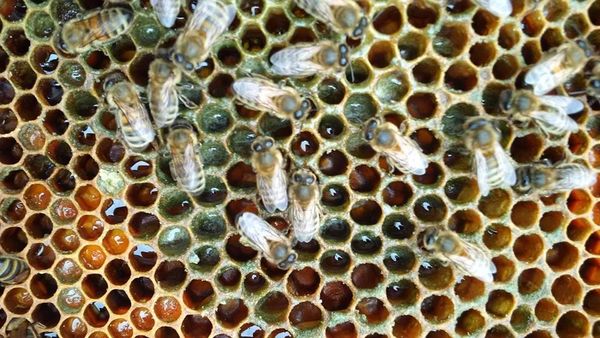 ThinkTankExile's tweet photo. Beekeeper Trains Bees to Use #Cannabis Plants - https://t.co/AOq4gkRWQU 
#bees https://t.co/WZdDhq5mPJ