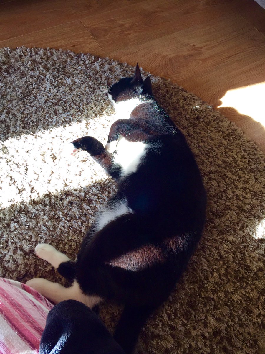 Aimee_Filbee's tweet photo. First bit of sun and he's sunbathing #spring #morning #sunbathingkitty ☀️☀️☀️ https://t.co/iszN8wsWHI