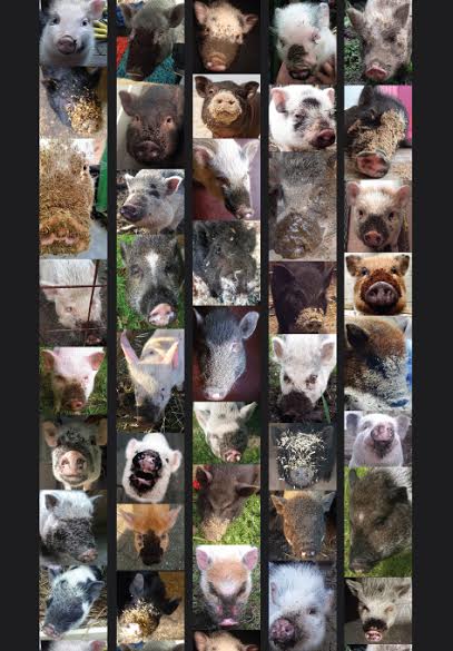 kanker_ervaring's tweet image. Het Grote Kleine Varkenshandboek nu te koop. Alles wat je wilt weten over varkens in huis: bit.ly/1WUTZjN