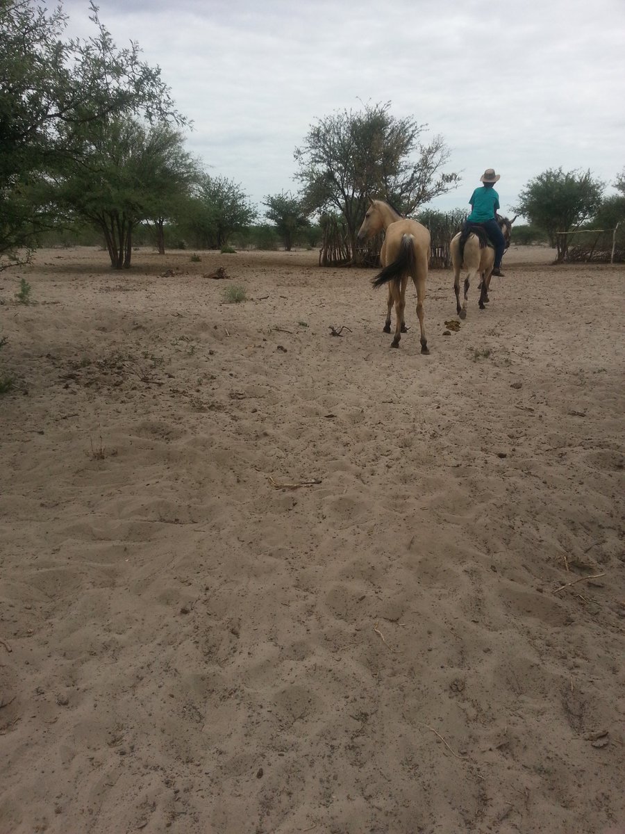 fifiolly's tweet photo. #with them horses
#cattlepost https://t.co/apT4rYRvrl