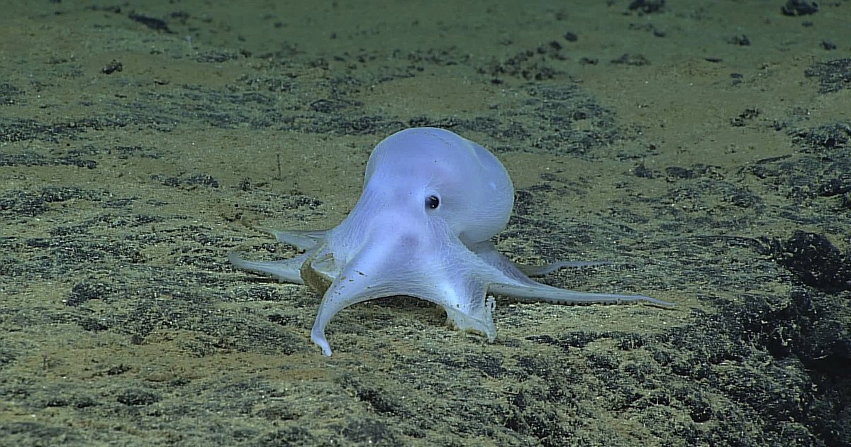 HuffPost's tweet photo. This adorable, "ghostlike" octopus may be a new species https://t.co/eH3fd6WCiQ https://t.co/ue186ssaYw