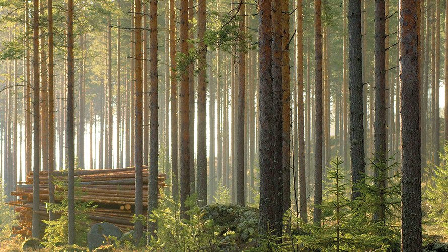 Climate change mitigation with #bioeconomy upm.smh.re/SJ