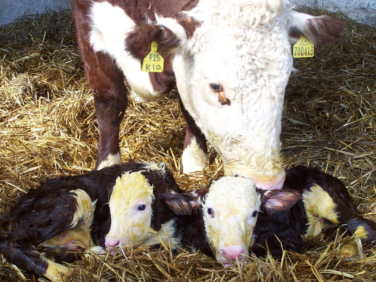 Aswell as being in the middle of #Lambing16 we're also busy on with #Calving16 at the moment