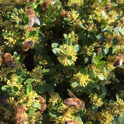 OfBug's tweet image. #bees #BritishColumbia #pollinate #UBC   working with several other Univs to develop a diet to save BC bees