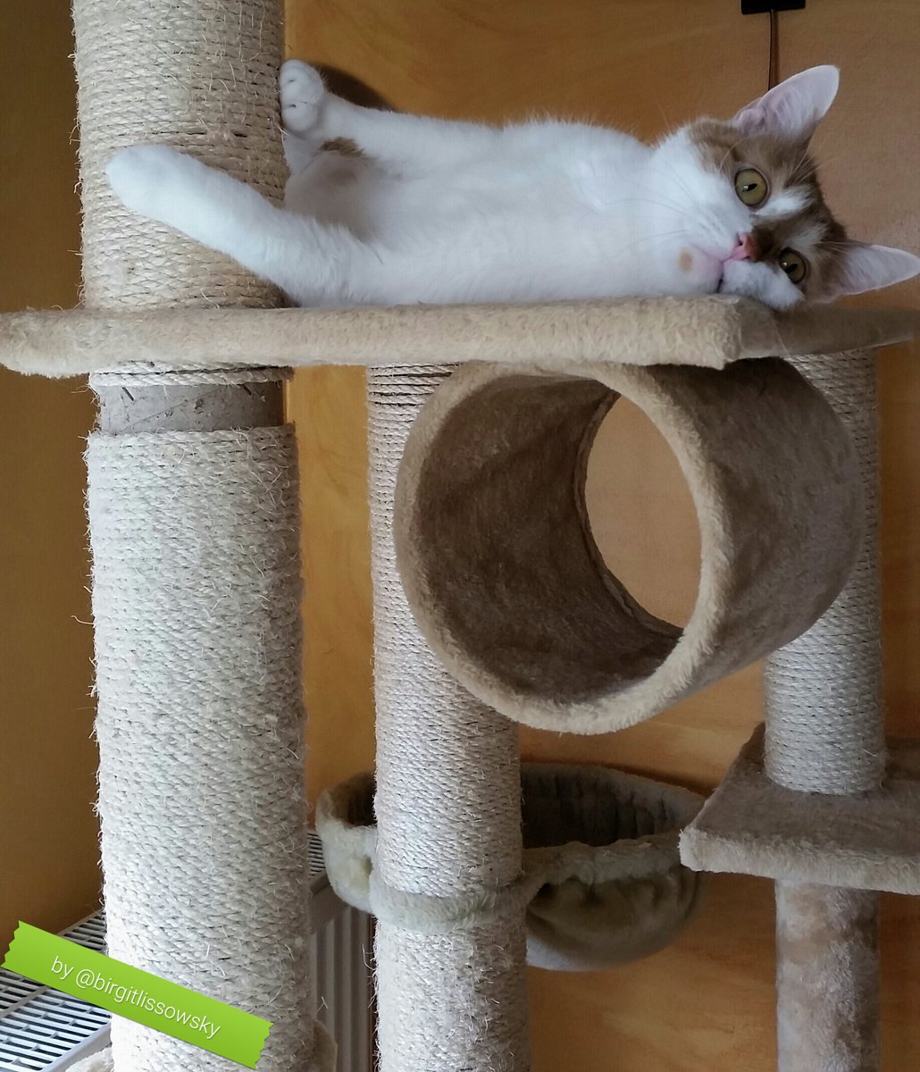 birgitlissowsky's tweet photo. Good morning and a great #kittyloafmonday to you 😻🙋❤😘🐈 @Crispi66 @OliverTomCat @LidiaPhilema @TreezyDD @MyFourCats4 https://t.co/cHRYPaElS6