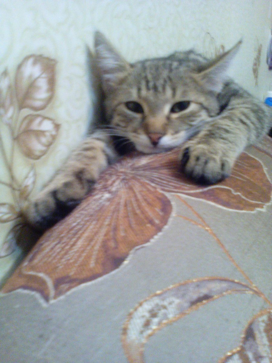 Коротко о том,  как я провожу свои выходные...