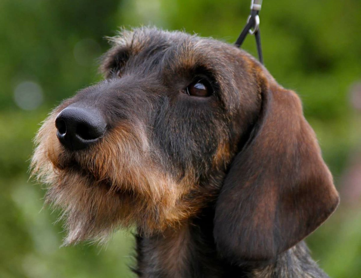 Wirehaired Dachshund Wirehdachshund Twitter Wirehaired Dachshund Wirehdachshund