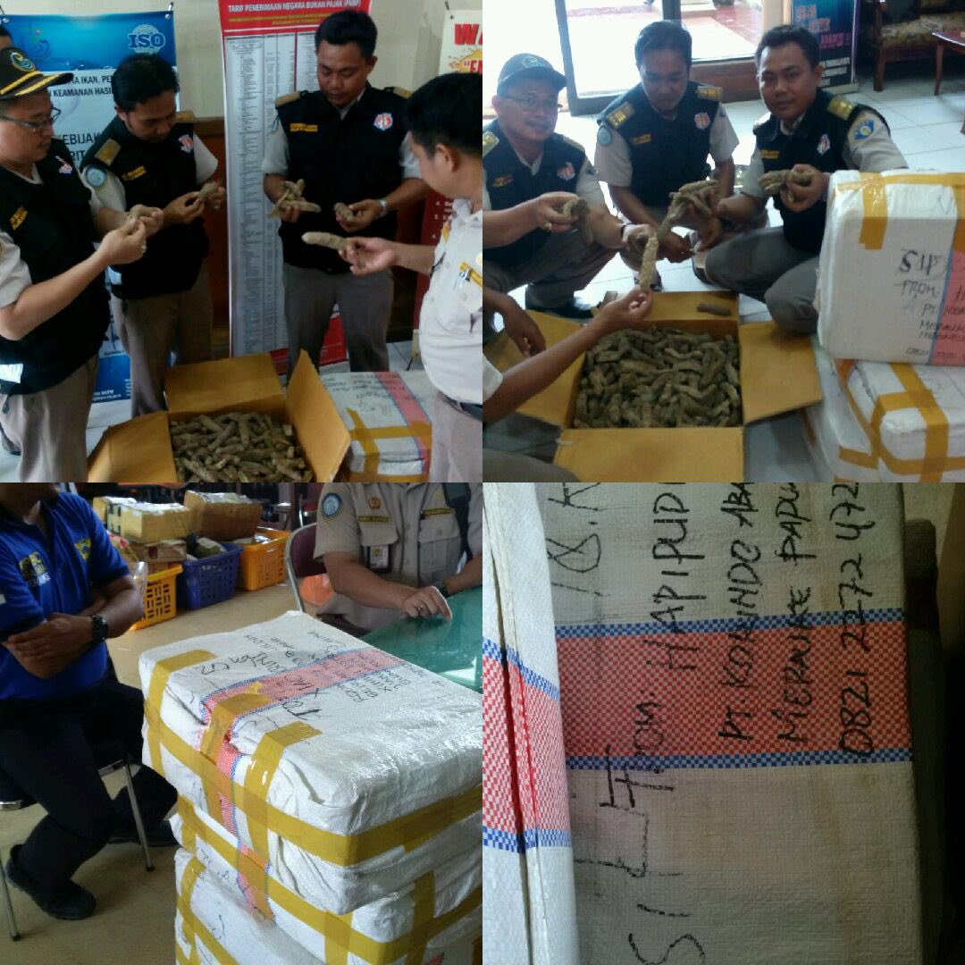 7/3, BKIPM Merauke &amp; Bea Cukai Merauke gagalkan ekspor ilegal 80 Kg Teripang
tuj Guangdong mell Kantor Pos Merauke