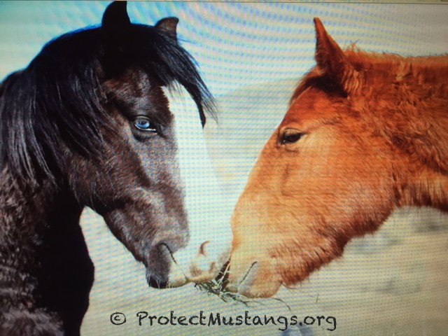 Visit ProtectMustangs.org to SAVE America's wild horses. #animals #horses #mustang #wildhorses