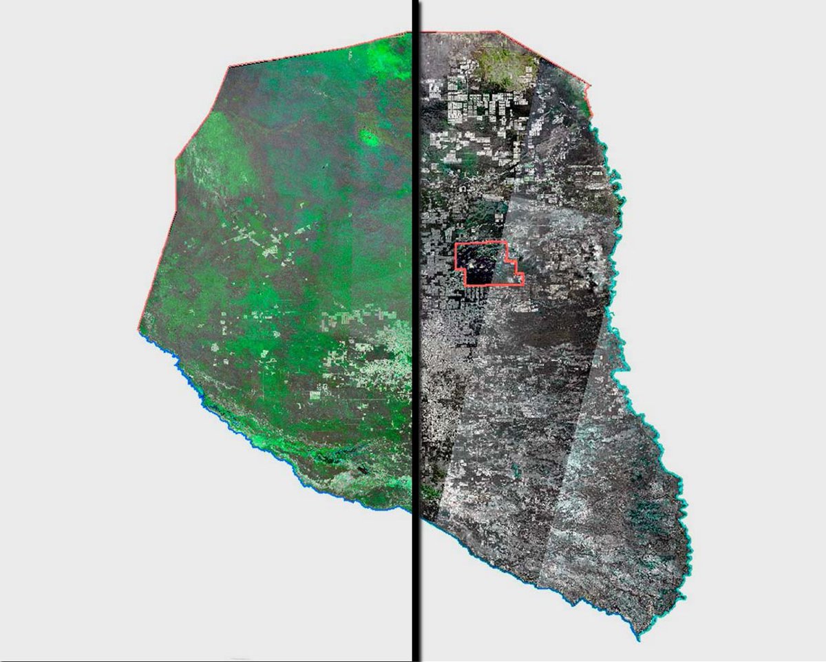 Greenpeace's tweet photo. #Deforestation like you’ve never seen it before...
https://t.co/7an0mEBzkW https://t.co/GhResTstS4