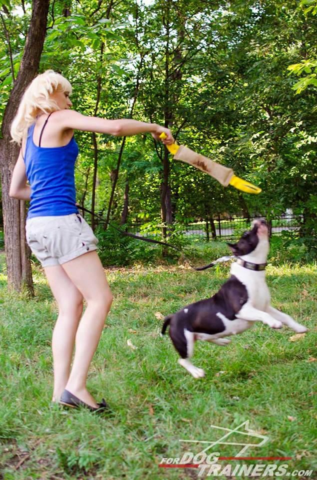 fordogtrainers's tweet photo. RT: #Training #Amstaff with a srong #dogbitetug with handles #dogtraining #dogitems #K9 #bitetraining #FDT https://t.co/15QAFqJXcj