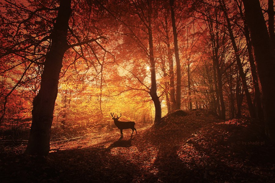 _tootl's tweet photo. The Guard of the forest #photography #wildlife https://t.co/bFl19OmofH