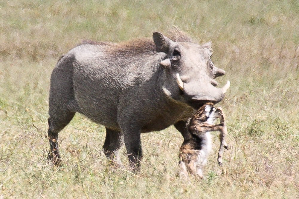 .<a href="/AnneWHilborn/">Anne Hilborn</a> Lion King doesn’t mention a lot of things - like that Pumbaa is a cold-blooded baby gazelle murderer!