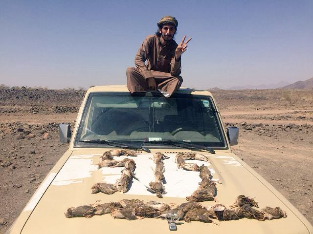 saudsafi's tweet photo. صيد اليوم ٢٧/٥/١٤٣٧ 
#سمان 
اربعين سمانه 

@alsaid_news https://t.co/gS7Hx8vELe