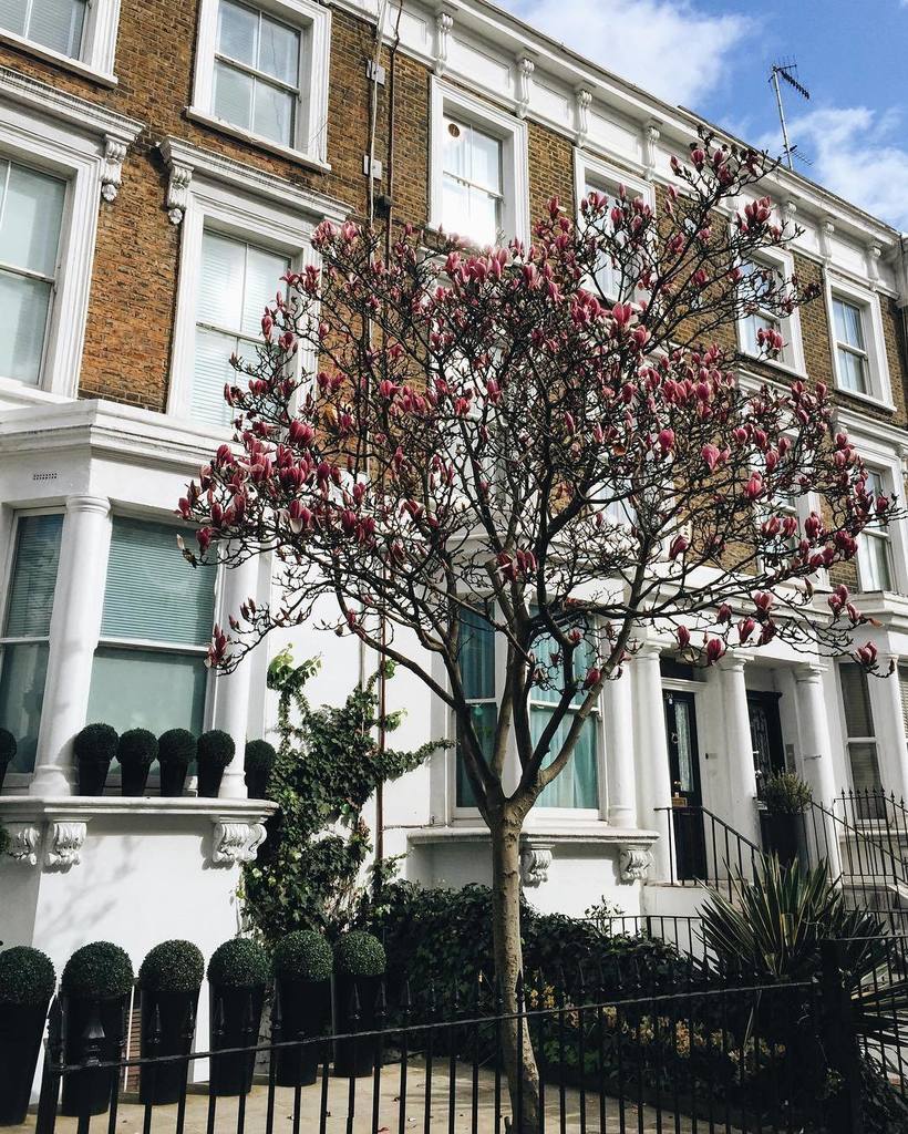 Londongramer's tweet photo. The sun is out in #Chelsea, down on #EdithGrove π·βοΈ @daveburt || #thisislondon https://t.co/F94ADcqJlY https://t.co/eZOZbBXm2I