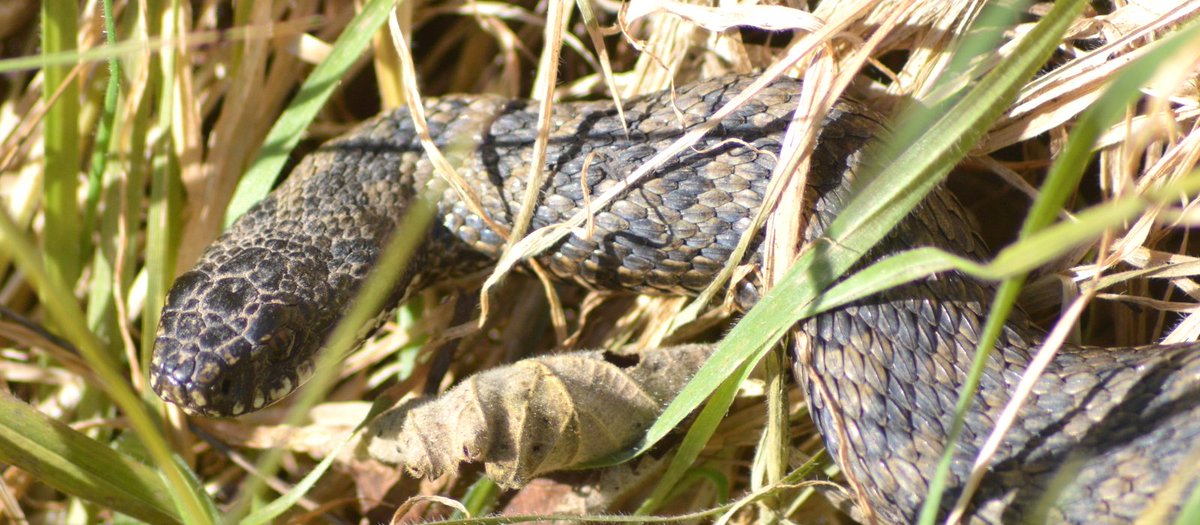 TheAlverValley's tweet photo. First Adder of the year! https://t.co/vD48GuruZF