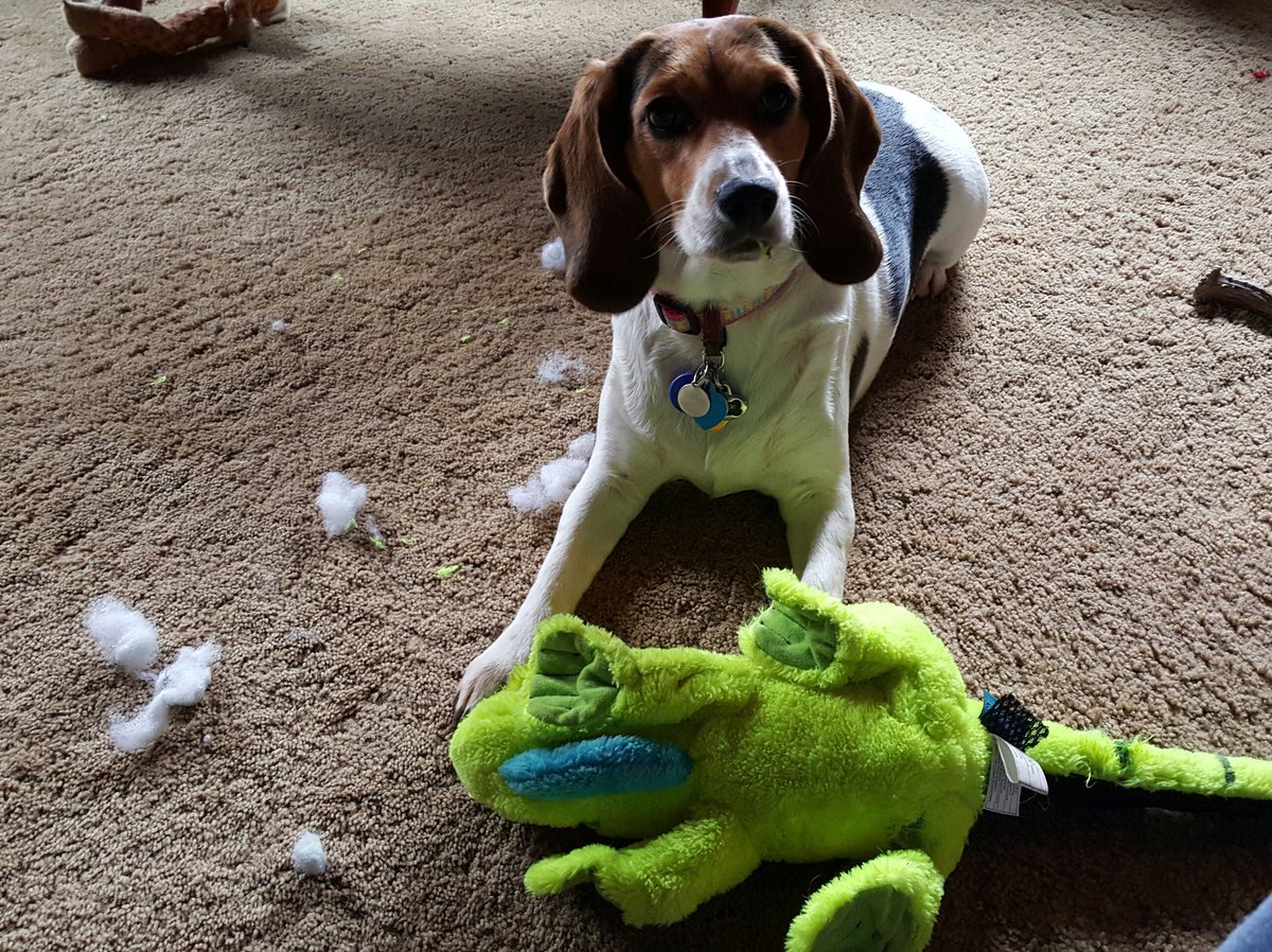 graciemaebeagle's tweet image. WOT?! No, I know NOTHING bout a toy splosion in progress!