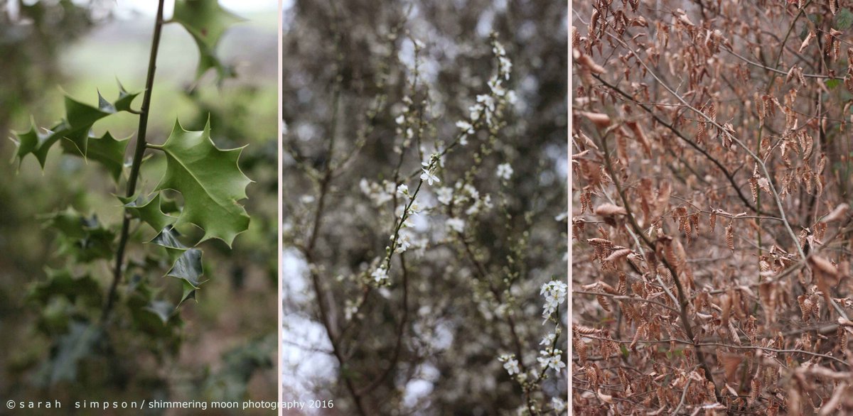 shimmeringmoon_'s tweet image. A tussle between the seasons ... #wintervsspring