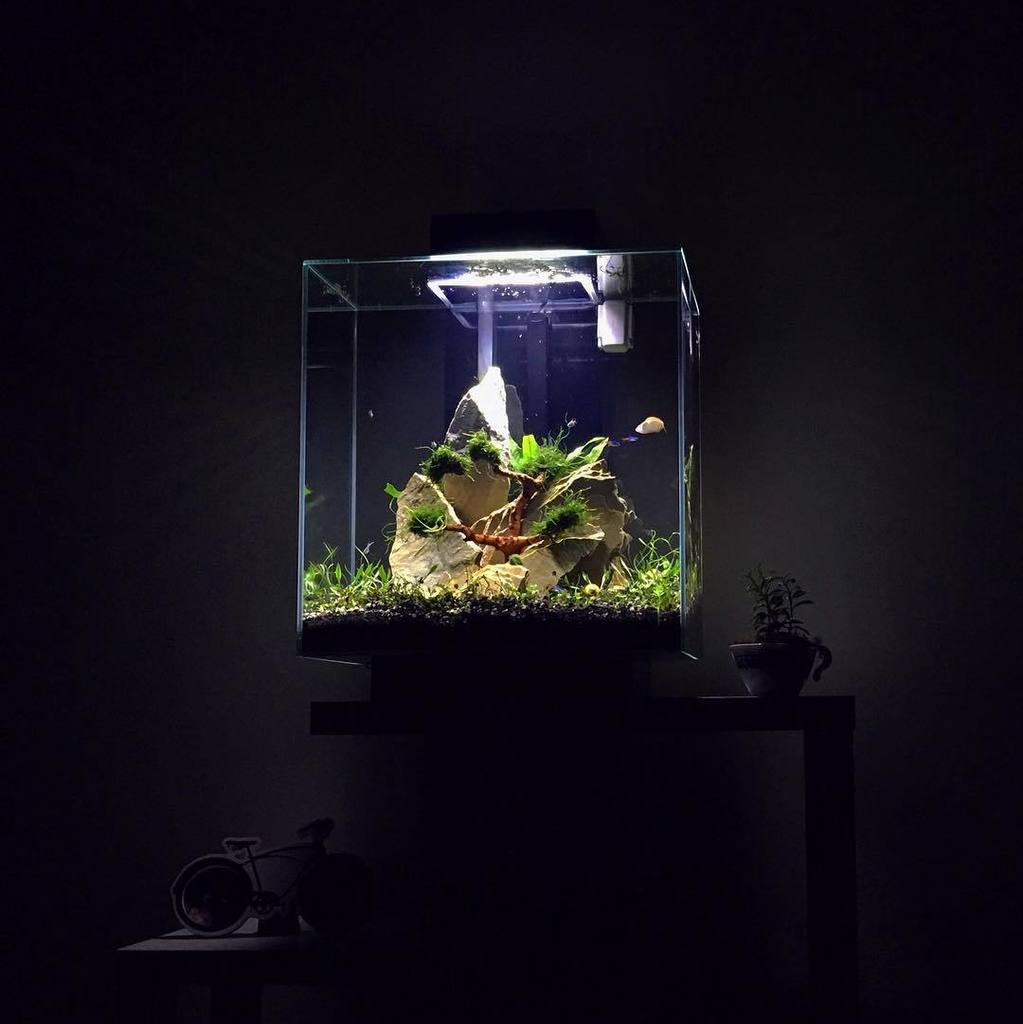 Akvaristan's tweet photo. #akvaristan #aquarium #akvaryum #aquarien I could watch this for hours #fluvaledge #aquarium #aquascape #communityt… https://t.co/cF3XwNJVfH