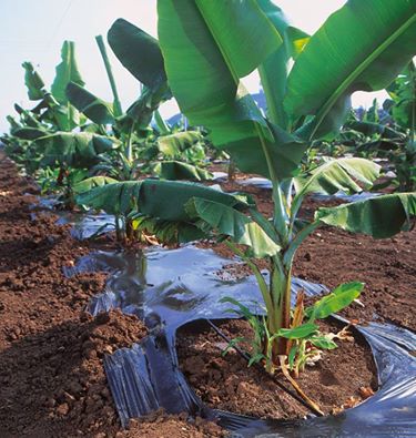 Topraktaki su eksikliğine çok çabuk fizyolojik tepki gösteren muzda aşırı sulama bitki köklerine zarar veriyor.