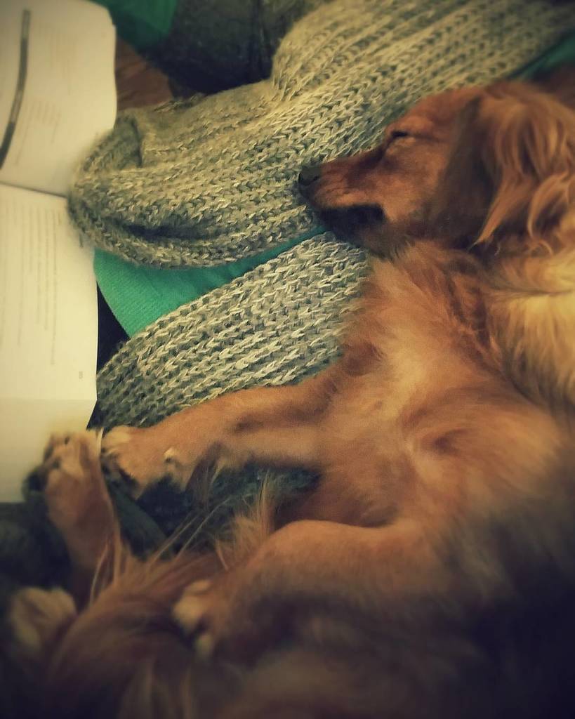 TheCaringTimes_'s tweet image. My dedicated study buddy...It's 4am and Izzy insists on keeping me company😇💤💓🎓 #nursingschool #pupsupport  #dontwor…