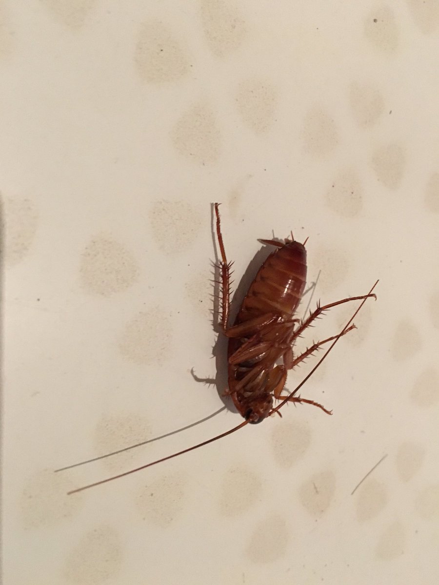 oermen's tweet photo. @PalmeraieResort i stepped on this guy in my shower and i changed hotel. Why do you refuse to refund the last 4 days https://t.co/eYEEOxR2Xr
