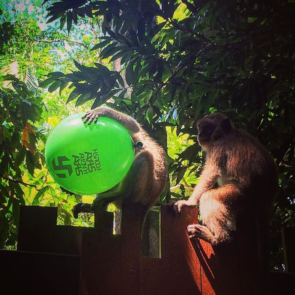 shsfnow's tweet photo. Who wants to play with me? 🐒🙈 #SHSF #ThinkAgainLoveAgain #SayNoToRacism #StayHungryStayFoolish #Thailand #Krabi #Ra… https://t.co/hTFZOnPevU