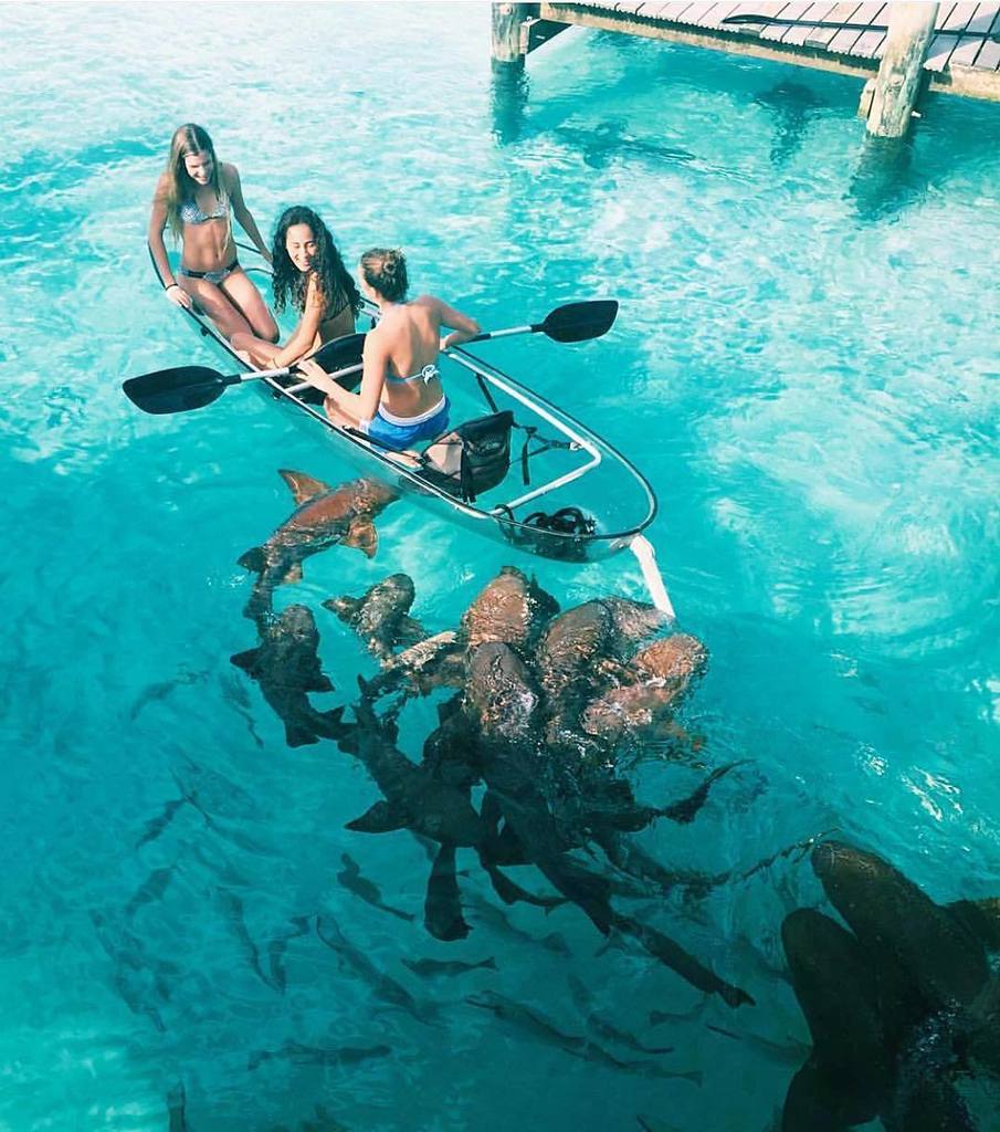 astrolenico's tweet photo. Exuma, Bahamas #exuma #bahamas #travelworld #travelingram #girl #shark #praquemAMAmoda #BL… https://t.co/0yKS7CBBoU https://t.co/EcN0LauPps