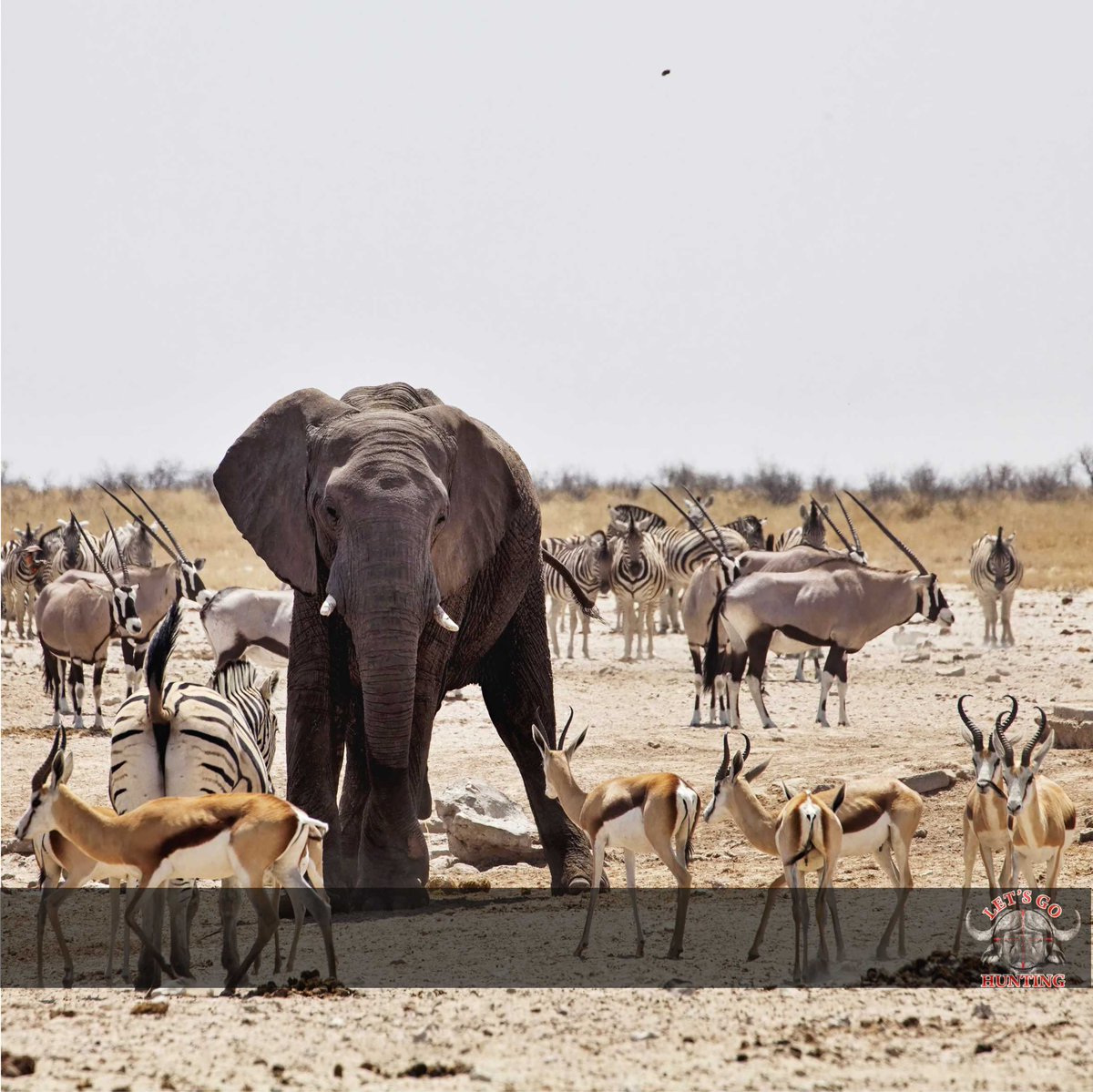 LetsGoHuntingSA's tweet image. #thoughtoftheday Eighty percent of success is showing up!
So book your Hunt! Bookings @ letsgohunting.co.za