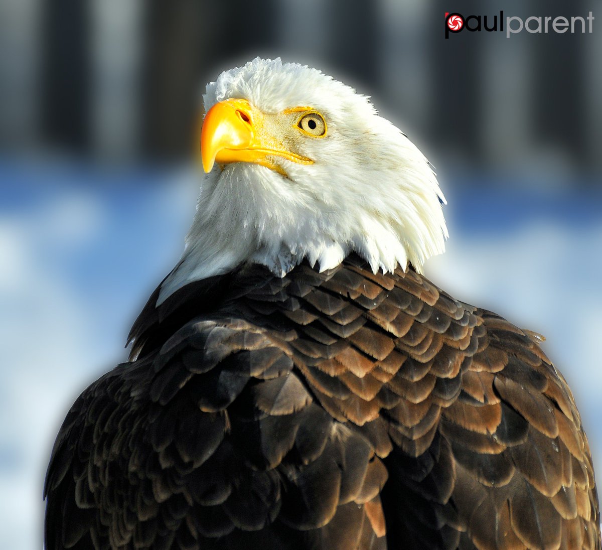 paulparentphoto's tweet image. #Animals #Bird #Quebec
Bald Eagle - Nikon D4s + 300mm
Please visit: paulparent.org
Store #ZooEcomuseum