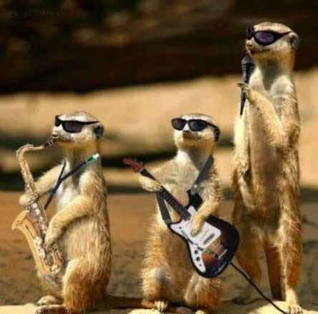 Daily_Squeals's tweet photo. Oh no
This terrible song has no use now https://t.co/90cU0DYs2l