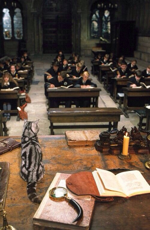 Todos estaríamos encantados de volver al colegio y a sus clases... si fuera regresar a Hogwarts ⚡️