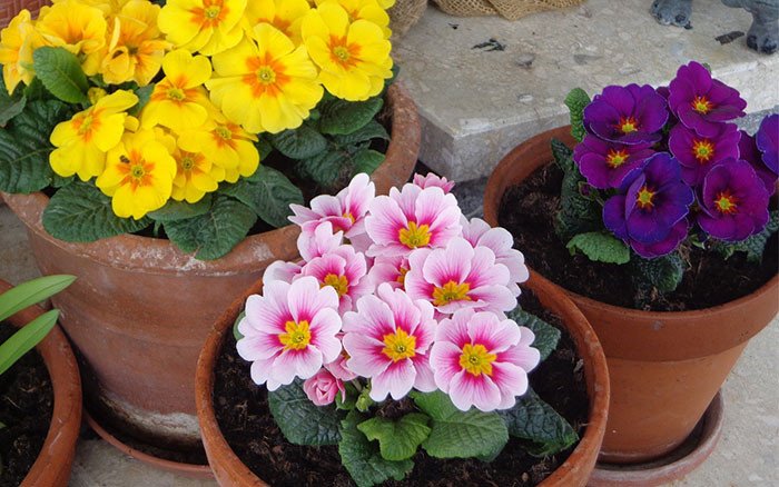 daviddomoney's tweet photo. How to grow primulas - perfect plants for March https://t.co/cGut5oxBvB https://t.co/rNHKuVKVk8