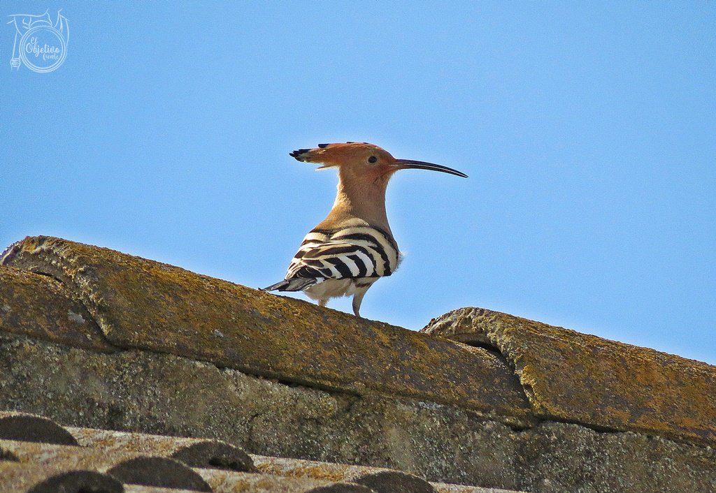 ElObjetivoVerde's tweet photo. Abubilla (Upupa epops). Ya están en cortejo y las podrás localizar fácilmente gracias a sus chirridos #ornithology https://t.co/mCRiu897JW