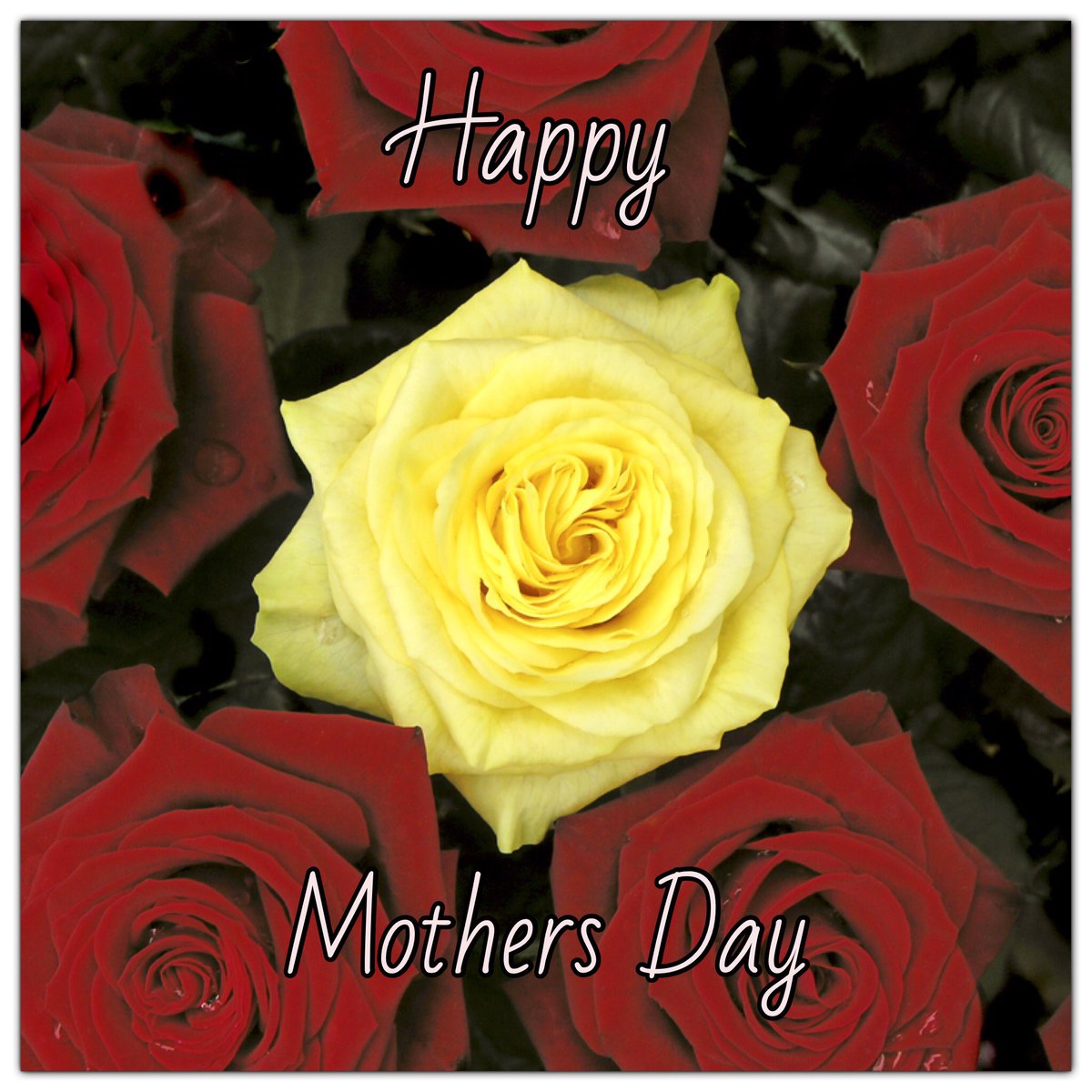 polyartc's tweet image. Happy Mother&apos;s Day to all who celebrated this weekend #MothersDay