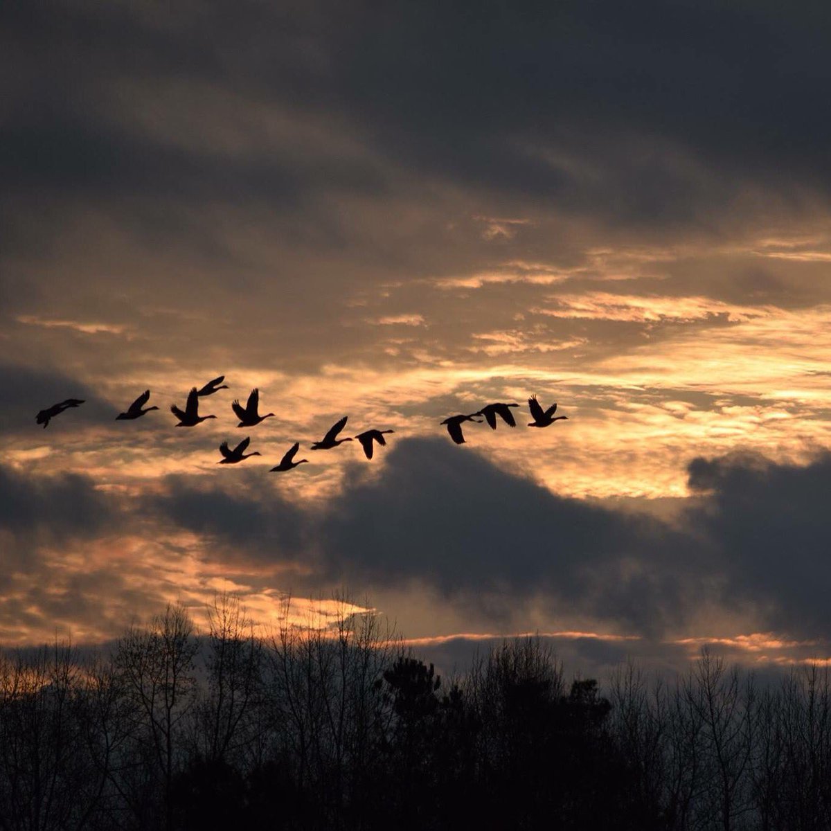 DCWATERFOWL's tweet photo. The reason we get up every morning to hunt is views like this. We got this photo from early season goose hunt. https://t.co/gGXrFaC1iB