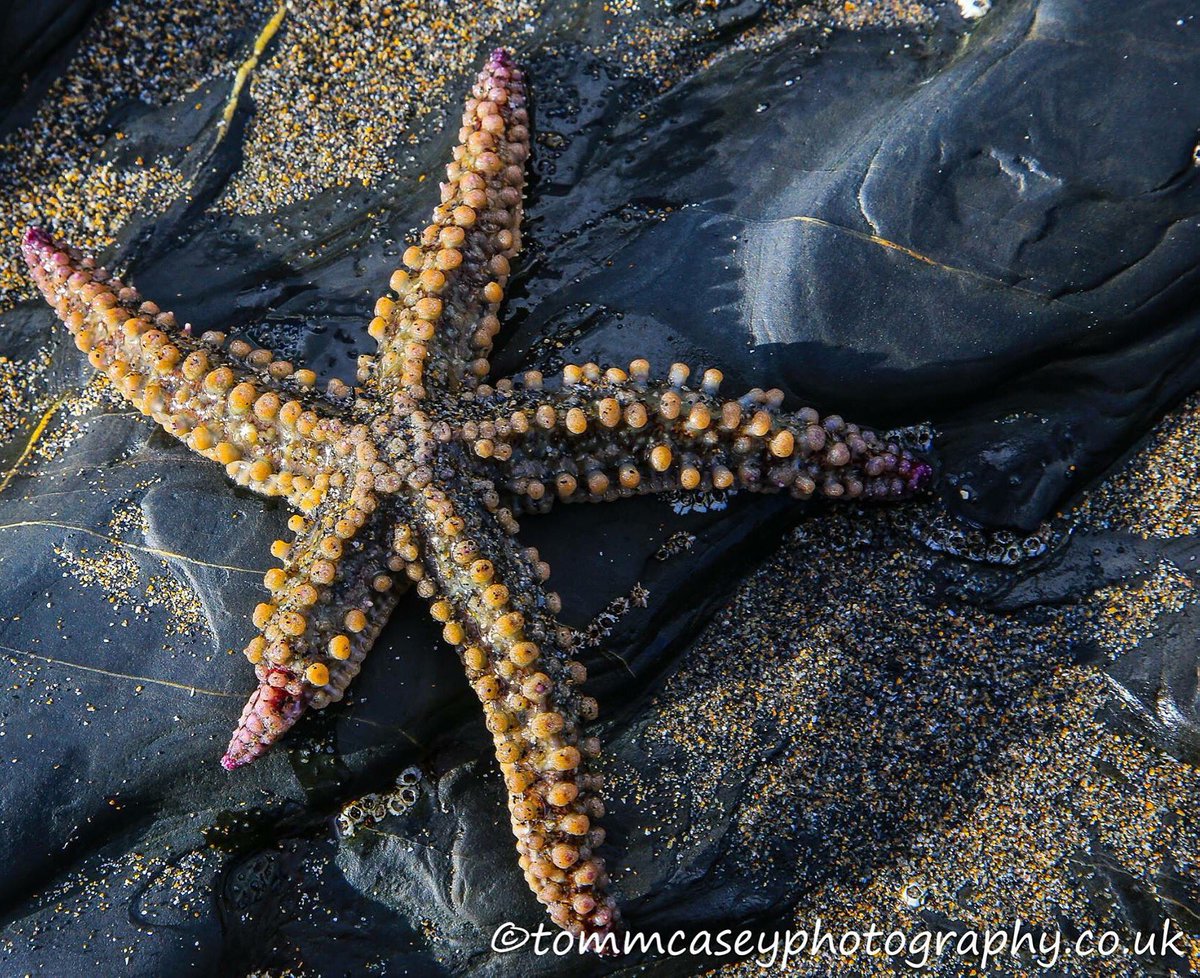 Gurnardfeet's tweet photo. You've gotta love finding a Starfish on a Monday morning dog walk! #stranglesbeach #cornwall https://t.co/gMuvR7hcFR