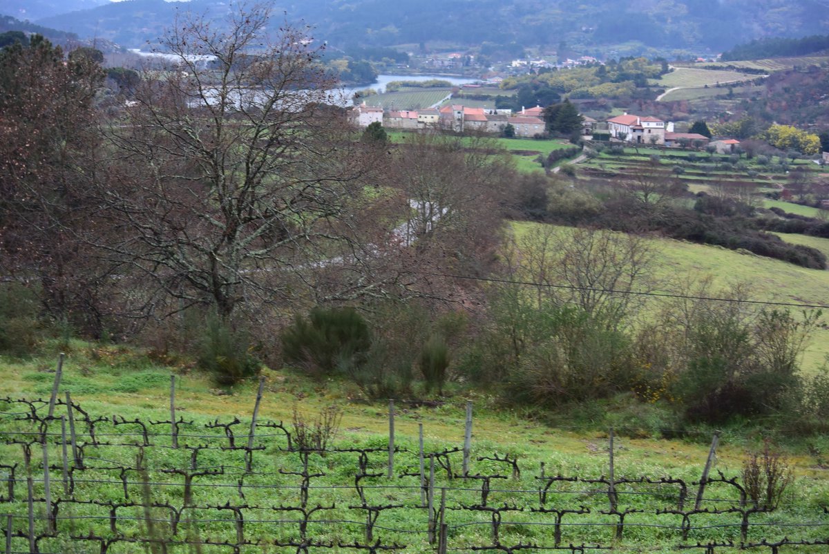 XistoWines's tweet photo. #mondaymotivation today is the memory of this place #DaoLover #Portuguesewine #Darei #Winelover https://t.co/kcaPLIW0T8
