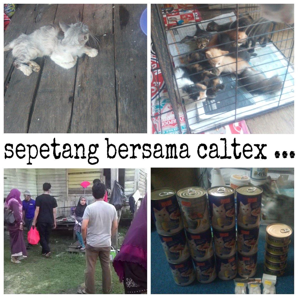 hellomeow_as's tweet photo. ada sesiapa nak sumbang keperluan utk ahli team kami ? dia banyak rescue kitten n stray cat.. wasep 0139254250 ye. https://t.co/KXK5L0Gcen