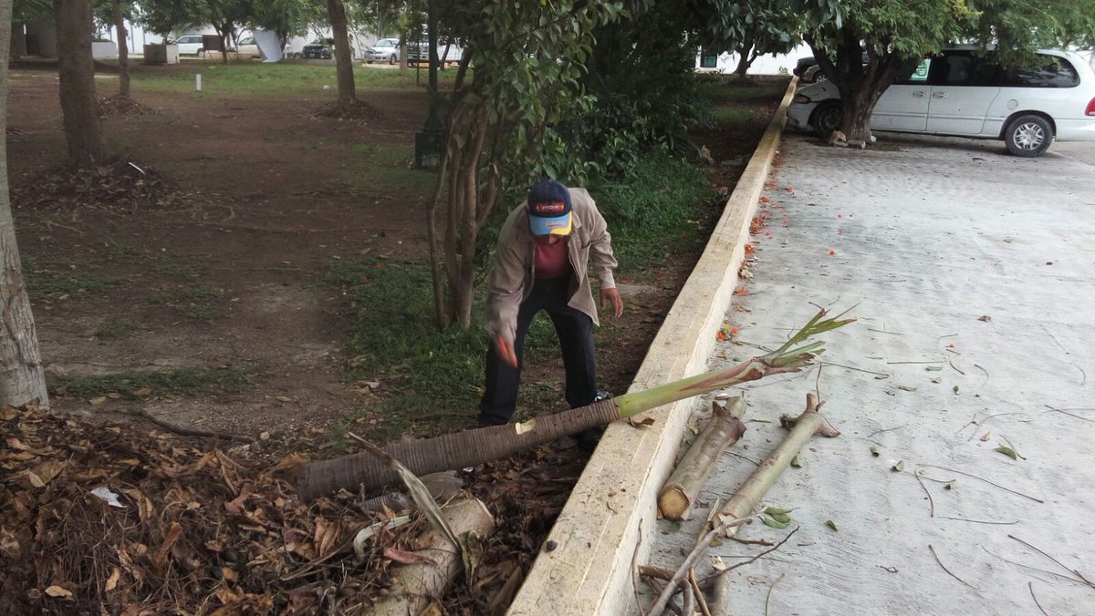 <a href="/Parques_BJ/">Parques y Jardines</a> realiza trabajos de recolección de #BasuraOrganica en diferentes puntos de nuestra ciudad <a href="/AytoCancun/">Ayto Benito Juárez</a>