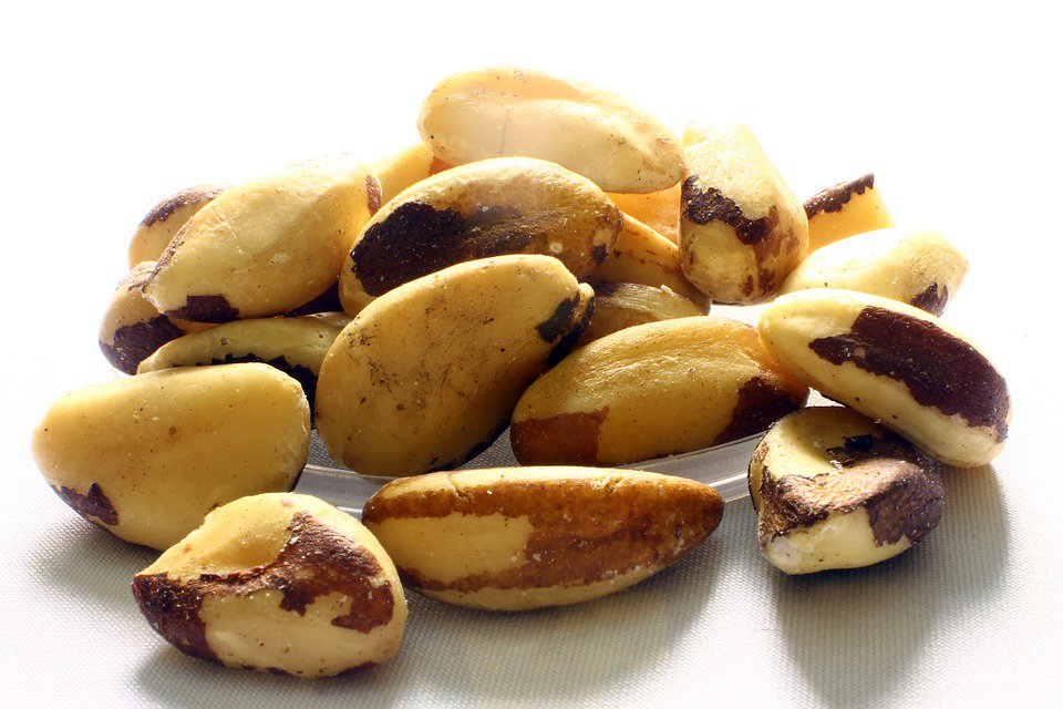 TesGlobalX's tweet image. This Brazil nut ecology presentation by @LivingwWarmth is ideal for #FairtradeFortnight ow.ly/Z9QFX