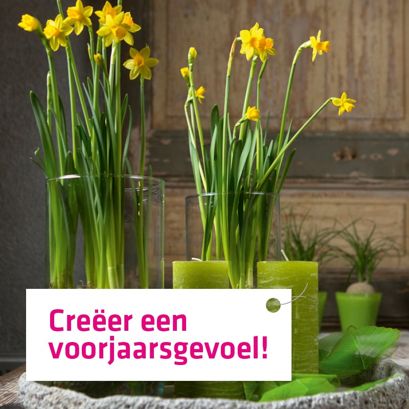 FleurettesCD's tweet photo. Het voorjaar is hét moment om je interieur op te vrolijken met vrolijke voorjaarsbloemen en planten! https://t.co/llbuJhgnBA