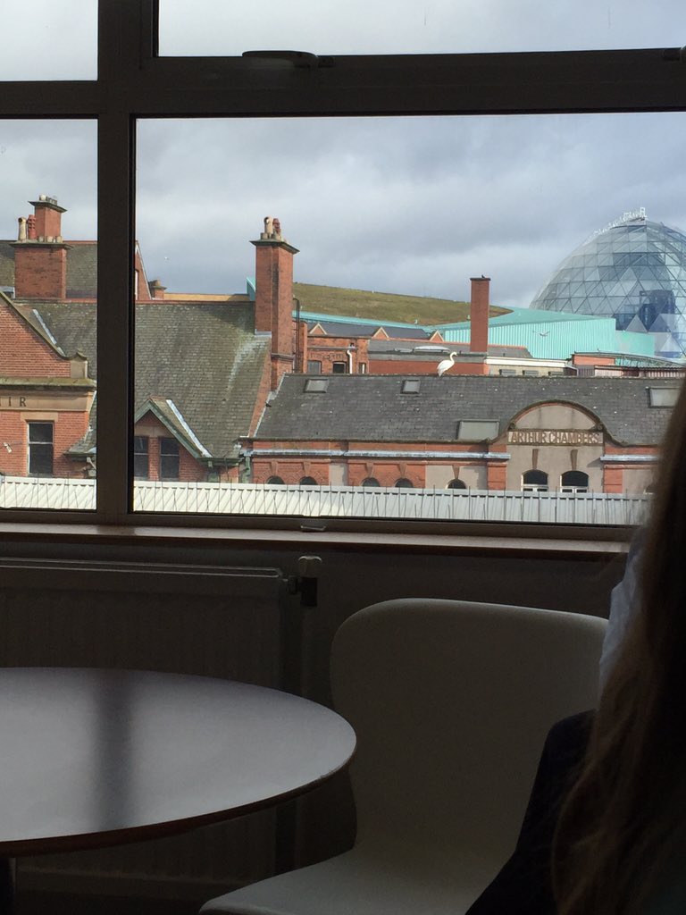AlexBurnside's tweet photo. @BBCNews swan stuck on top of Aurther Chambers building in Belfast city centre https://t.co/aIlLojiMxg