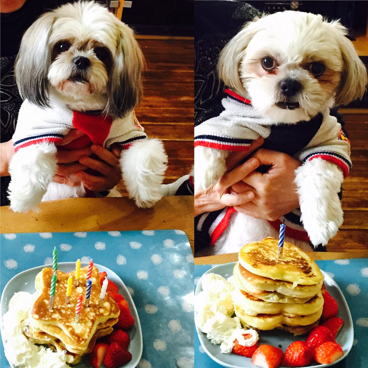 Takayo 昨日うちの犬達の誕生日をしました 左のクッキーは 3月13日で 8歳 右のチョコは 8日で 1歳になります 手作りの米粉入りパンケーキを作りました 犬には クリームなしで イチゴと4分の1のパンケーキを あげました T Co Aepu6neugx Takayo 昨日うちの犬達の誕生日をしました 左のクッキーは 3月13日で 8歳 右のチョコは 8日で 1歳になります 手作りの米粉入りパンケーキを作りました 犬には クリームなしで イチゴと4分の1のパンケーキを あげました T Co Aepu6neugx