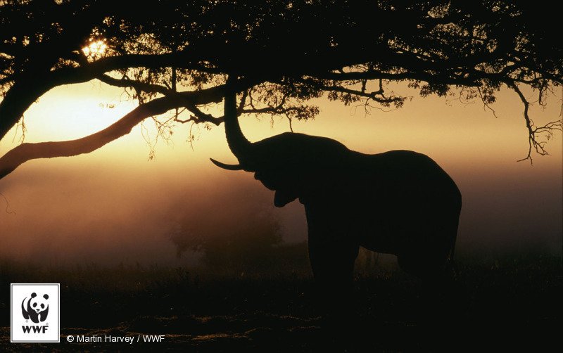 The future of this iconic animal is #InOurHands. → wwf.is/YSFu5