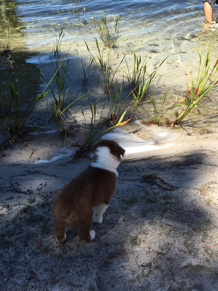 Devin12346's tweet photo. Already missing the lake...#Orlando  #mountdora #Aussies https://t.co/aUL5Re2M9X