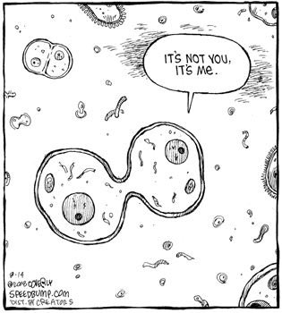 SamHoshor's tweet photo. 💔 cell cycle @UNKBiol106 #TwiggWeek9 https://t.co/K2vw4kWdPK