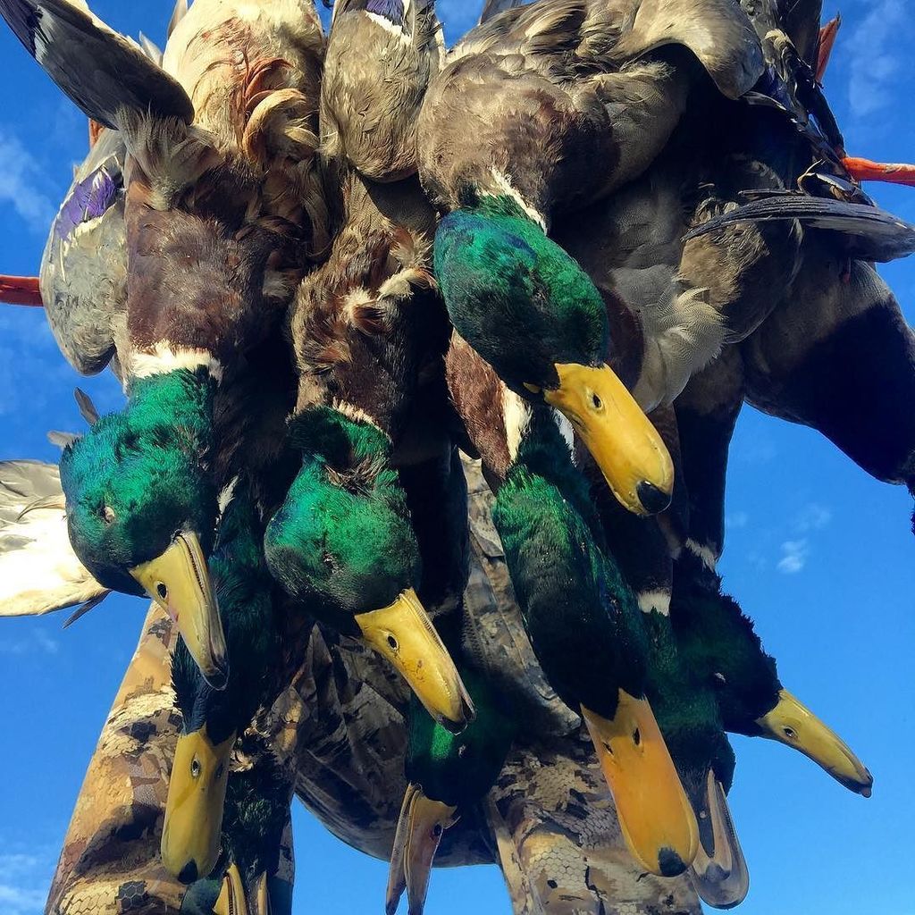 DennisLoosier's tweet photo. #mallardmonday #duckhunting #WaterfowlTimber #WaterfowlHunting #ducks #mallard #sickforit … https://t.co/ta3gjF2ZoS https://t.co/5rZjwJHfU1